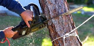 Trusted Yosemite Valley, CA Tree Removal and Landscaping Services Experts